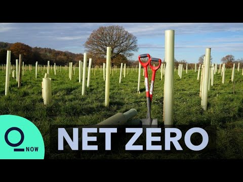 Trees Are Not Enough to Save the Climate | Net Zero