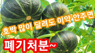 호박 많이 달려도 이약 악주면 폐기처분 할수도 있습니다~담배나방약,진딧물약,식물바이러스약 미니밤 단호박