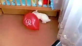 Прикол, у кролика бомбануло