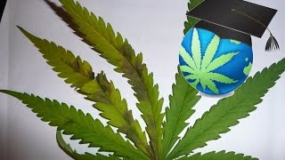 Learn To Spot Phosphorus Deficiency In Cannabis