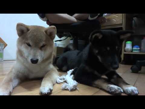 貪．吃．狗(原發表者:KuYo麻)(影片)