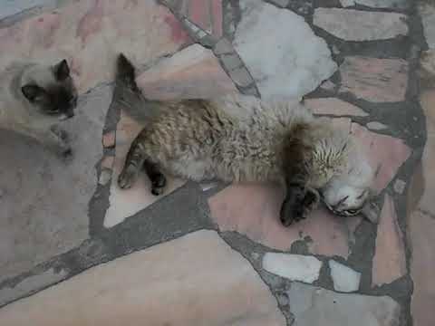 Cats and white Quique having some afternoon snacks at the patio - Quique is rolling