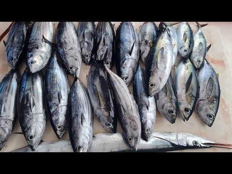 EP816-P2 - Day 4 of Tuna Series