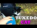 Cute Tuxedo Cat Eats Food After Waking Up Lucky Paws
