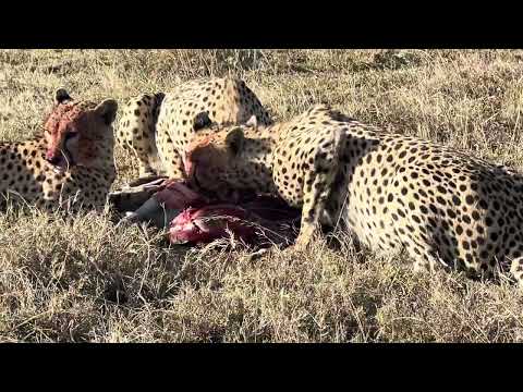  Speed and Survival on the Savannah