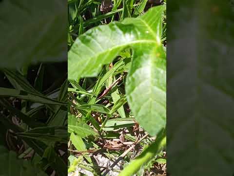 PÉ DE CANSANÇÃO CANAVIEIRAS BAHIA VALORIZANDO A NOSSA TERRA.