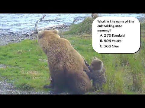 Katmai Bear Cam Trivia - Vol 2.  -  The Name Game!