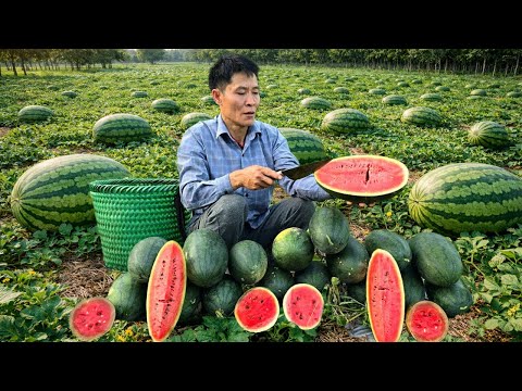 Solo Survival Life: Harvesting Watermelons to Sell at the Market and Earn Rewards