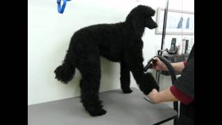 Blow drying a poodle