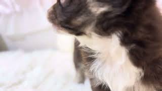 チワワ（ロング）の動画01