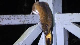 Sabah Giant Rat (Leopoldamys sabanus) caught stealing banana