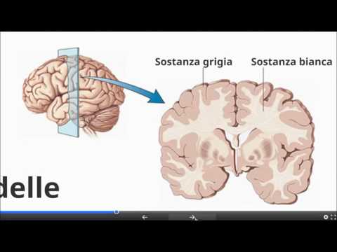 Il Sistema Nervoso Centrale e Periferico
