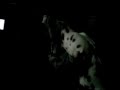 Dalmatians Howling