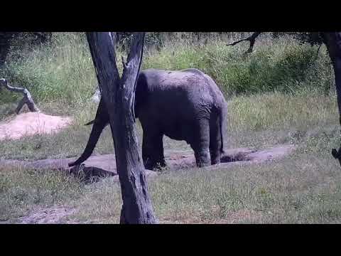 Djuma: Two Elephant bulls feeding and then quick dust bath - 10:04 - 02/12/2022