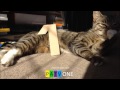 PATV One Idents