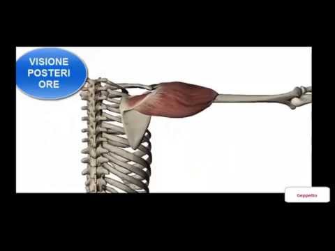 Alimenti sono buoni per le articolazioni Farmaci per il trattamento delle articolazioni e il loro trattamento