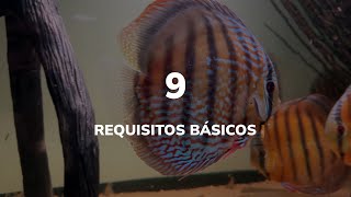 🔴  ¿Difíciles? REQUISITOS sobre el Pez Disco Salvaje