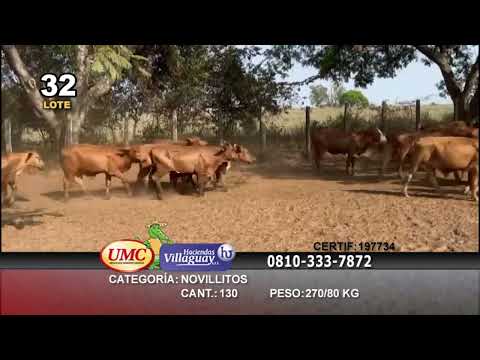 Lote 130 Novillitos en La Cruz, Corrientes