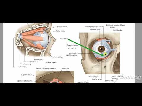 Oblique muscles of eyeball 4