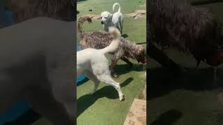 Video preview image #1 Unknown-white german shepherd Mix Puppy For Sale in Newport Beach, CA, USA