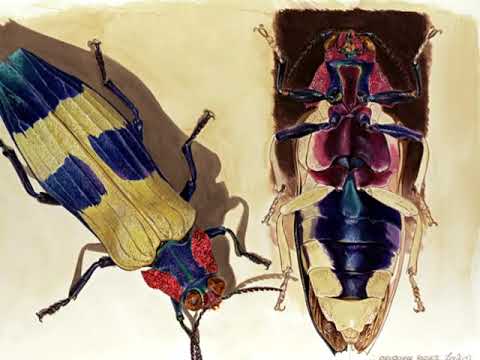 Diaporama Coléopt'Art peintures d'insectes de Jean-Louis Verdier/ Musique de Jean-Méloche