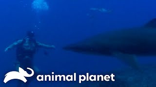 Download lagu From Croc Hunter to Shark Hunter | Crocodile Hunter | Animal Planet mp3