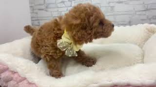 トイプードルの動画01