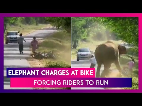 An Elephant Charges At A Bike, Forcing The Two Riders To Run In Horrifying Footage