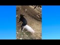 OMG Dog Mating Pig At Farm Dog Love Pig