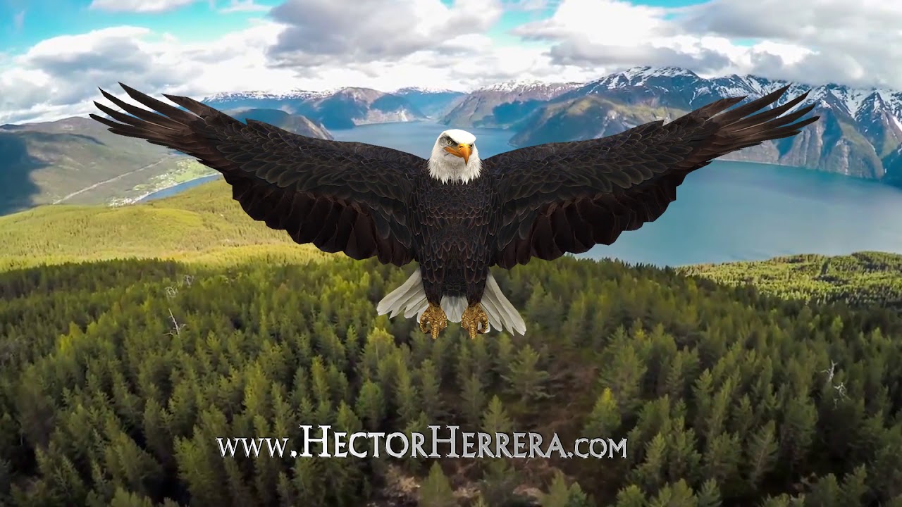 El aguila y su renovacion reflexión por Hector Herrera.