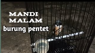 Download lagu terapi burung cendet || cendet bahan anda di mandikan malam dalam seminggu lihat perubahan nya mp3
