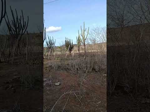 senário nordestino tangará RN