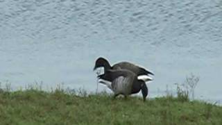 preview picture of video 'Brent geese (pale bellied race) in Wales'