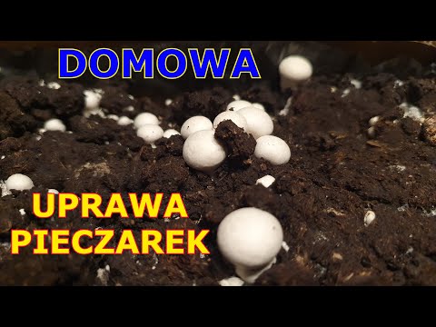Home Mushroom Growing - Information