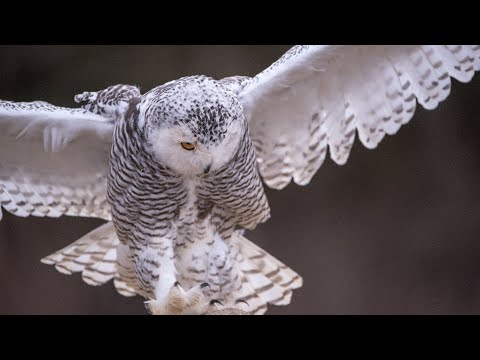 Manish Vyas, Shante Prashante