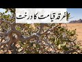 Gharqad Tree Hidden Secrets Of The Gharqad Tree غرقد کا درخت