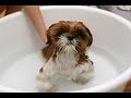 Как искупать собаку. Купание той-терьера. How to bathe a dog? 
