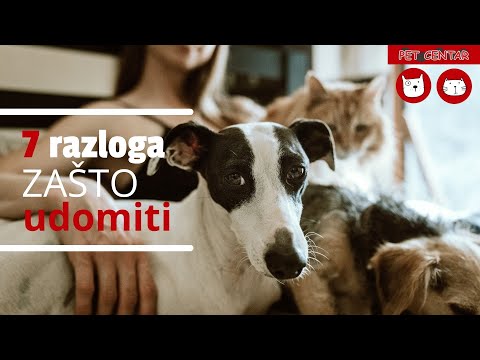 7 razloga zašto udomiti