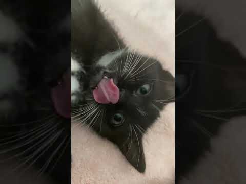 Black tuxedo kitty wants attention💓
