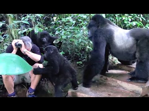 5 ENCONTROS ÉPICOS COM O GORILA DA MONTANHA SELVAGEM