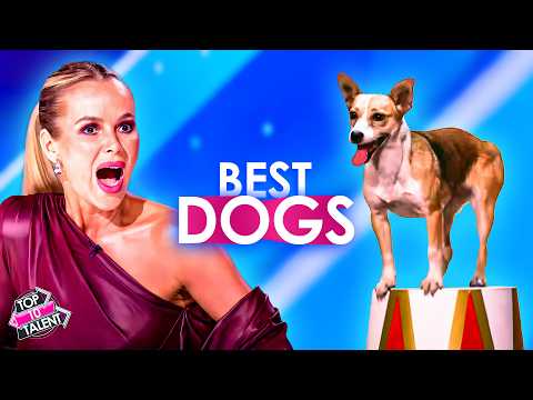 BEST DOGS That Can Win On Got Talent!