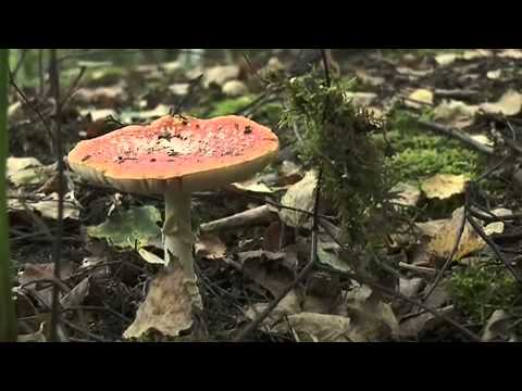 Maskinen - Dansa med vapen (Official Behind the Scenens + Dada Life Remix Video)