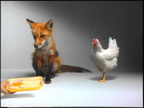 Fox Hen ALT Gold N Plump NFA