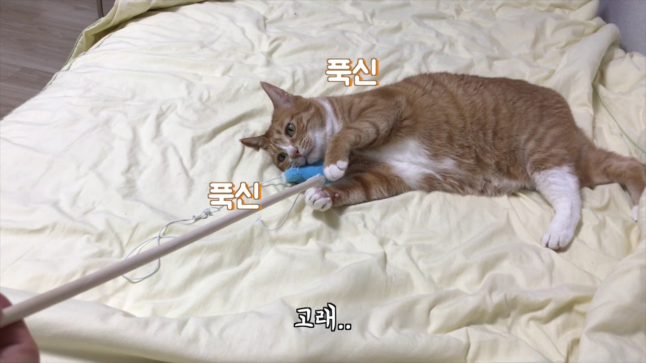 고양이가 고래를 무시합니다.