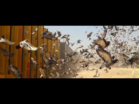 Barcelona International 2020 - Racing Pigeon Race