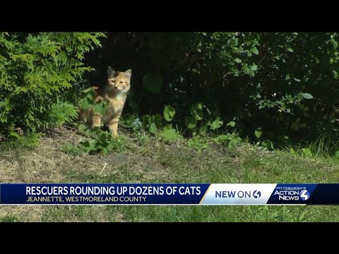 Cats rounded up by rescuers in Jeannette