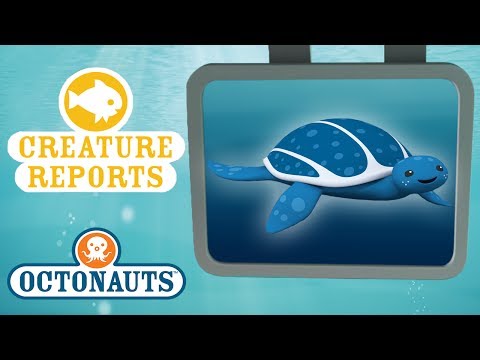 Creature Report - Sea Creatures Beginning with the Letter 'L'