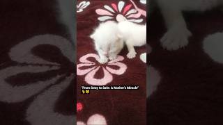 Download lagu 'Two Tiny Blessings: A Rescue Cat's Journey to Motherhood'#shorts #kitten #shelter mp3 Download lagu 'Two Tiny Blessings: A Rescue Cat's Journey to Motherhood'#shorts #kitten #shelter mp3