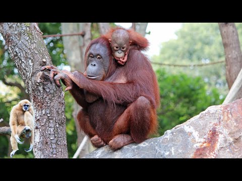 🦍 Amazing Apes: The Wild, Wise, and Wonderful World of Our Primate Cousins!