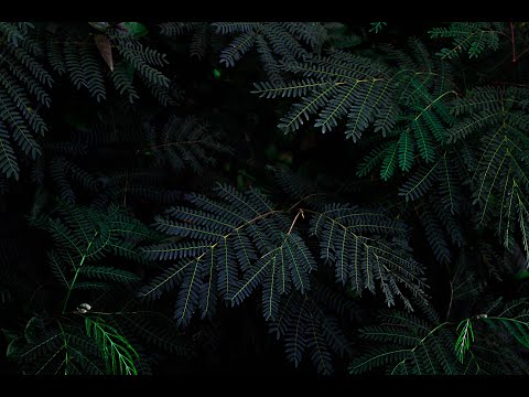 Arvo Part - Spiegel Im Spiegel Extended (1 hour)